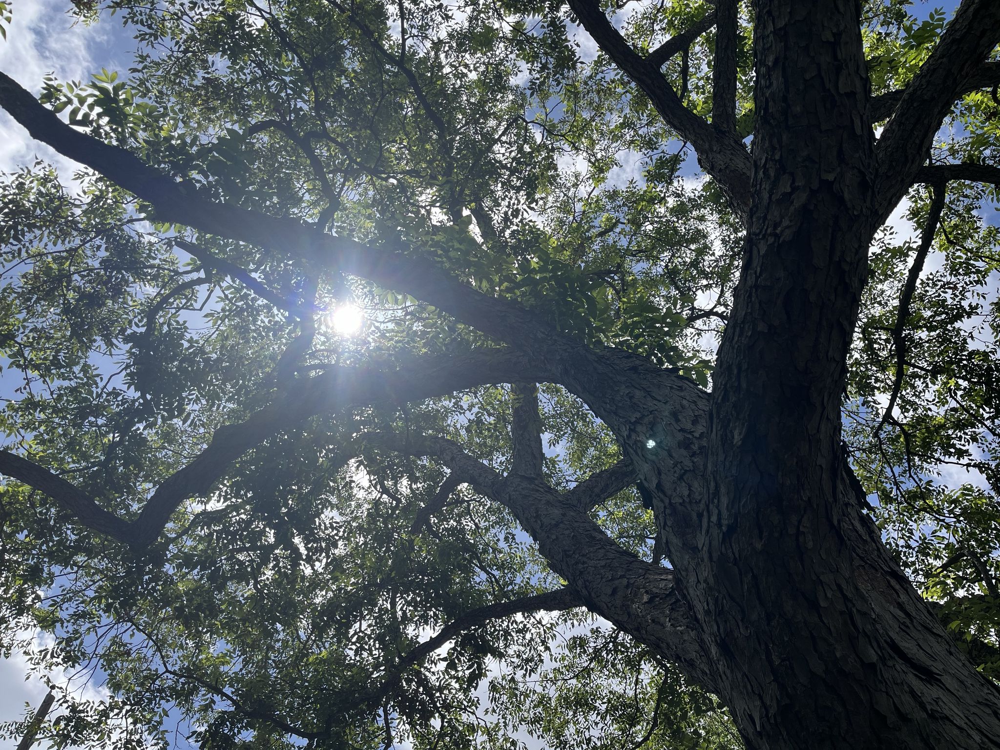 The Great Pecan