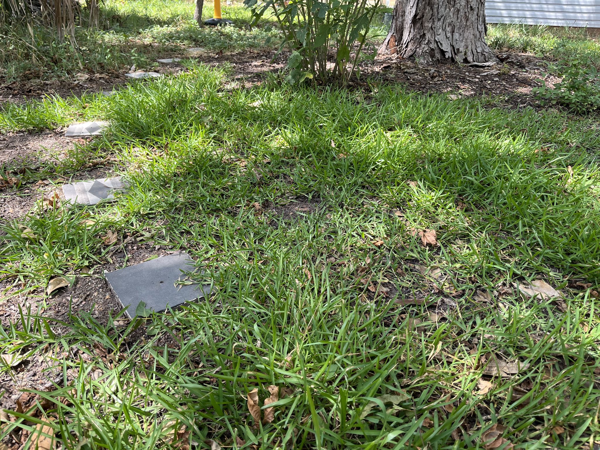 St. Augustine, spreading